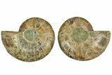 Cut & Polished, Agatized Ammonite Fossil - Madagascar #212862-1
